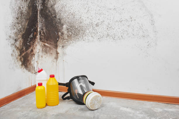 Best Professional Mold Removal  in , ND