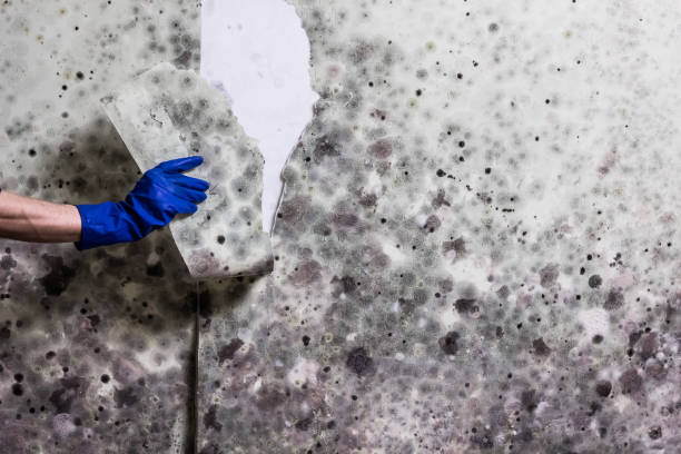 Best Crawl Space Mold Removal  in , ND